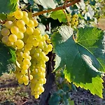 Gocce Balsamiche Lägenhet *