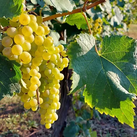 Gocce Balsamiche Apartman *