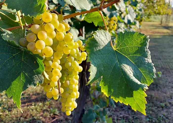 Gocce Balsamiche Appartamento *